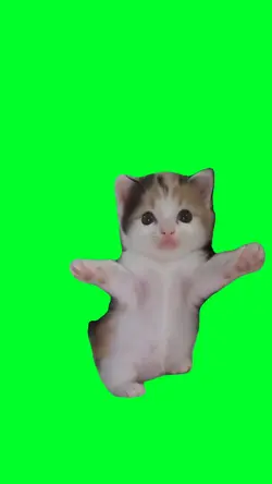 Cute kittens dancing