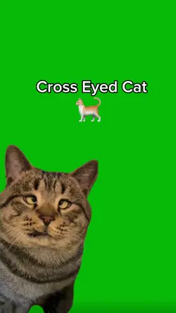 Cross Eyed Cat 