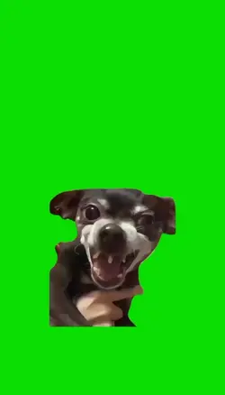 anjing ketawa 