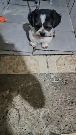pet dance 