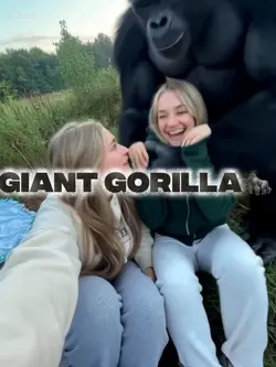 Giant gorilla 