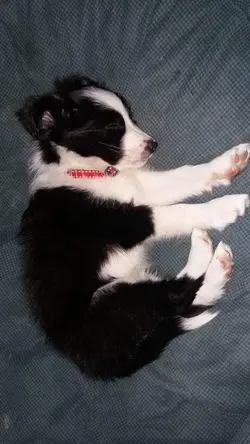 Cucciolo