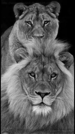 Aslan aslan la 🦁