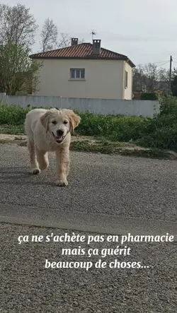 c'est mon chiot 