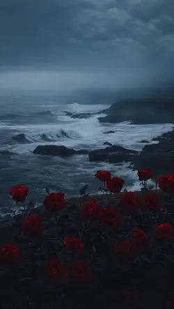 Red roses 