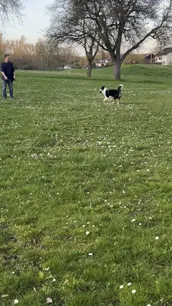„Super Dog"🐶 
