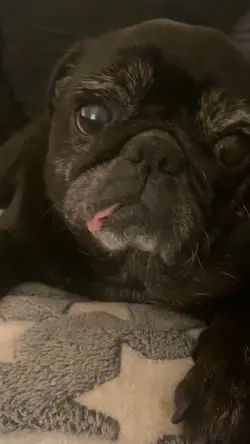 Pug