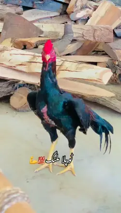 Pets lover 