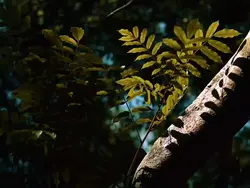 cinematic