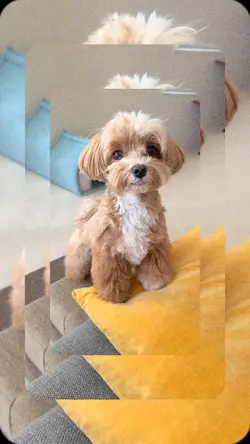 cute dog