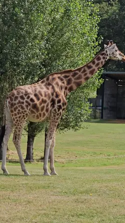 safari Park 