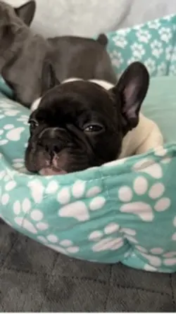 Puppy flip effect 
