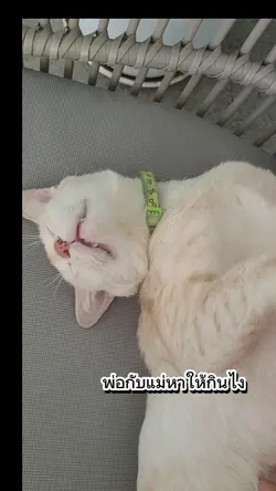 แมวขี้เซา