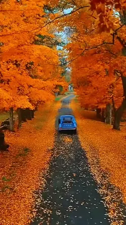 Autumn Vibes