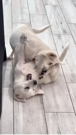 Dog love by me