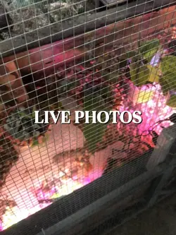 [13] LIVE PHOTOS 