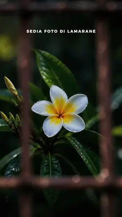 Surat Lamaran