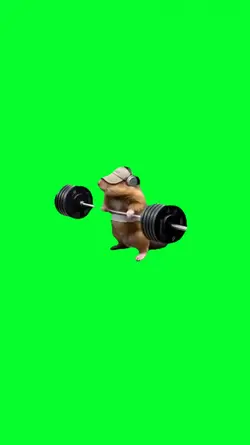 HAMSTER WORKING OUT