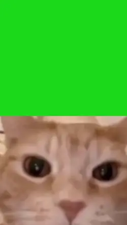 cat laughing
