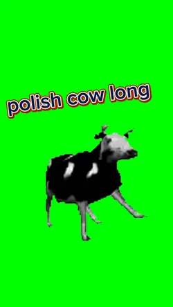 polish cow long