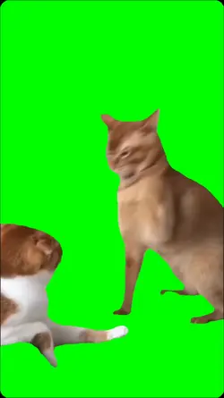 cat hit cat 