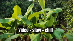 Nhiều video chill