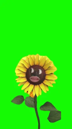 Girasol sorprendido