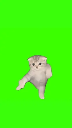 Toma Toma Kitten