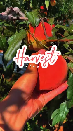 Harvest time
