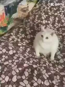 cat vomit