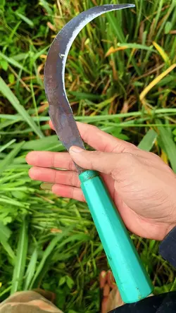 Video+màu 