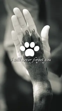 Dog RIP
