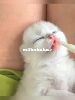 milkshake lyric dump
