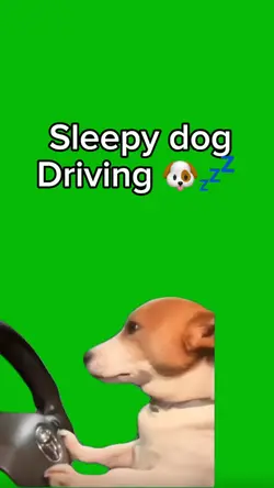 Sleepy Dog Driving 