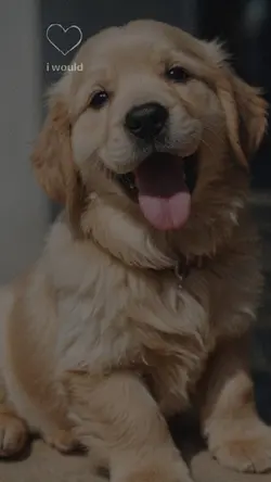 pet