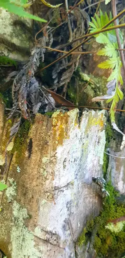Seperti Serangga