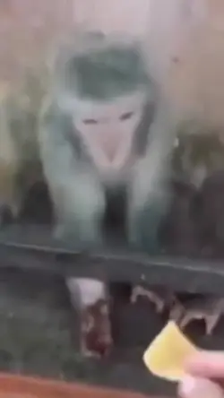 funny meme 