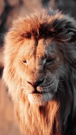 هيبه 