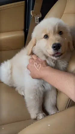 Dog moments