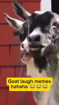 Goat laugh haha