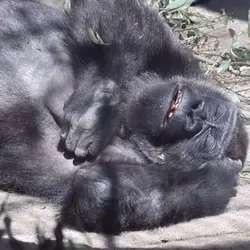 Kingkong Tidur