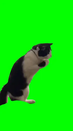 FIGHTING CAT