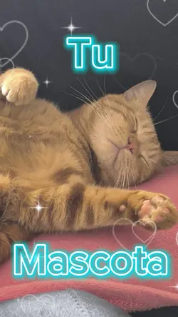 My Cat