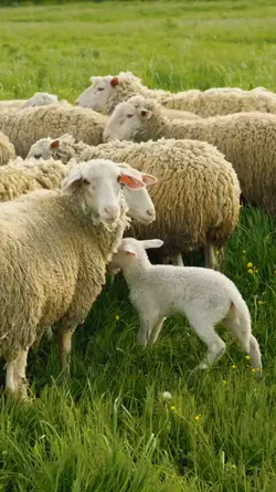 Farm Story
