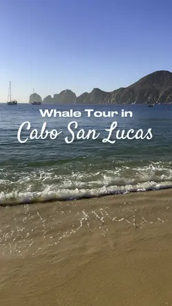 Whale Tour In Cabo San Lucas