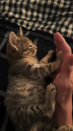 MY CAT LOVERS