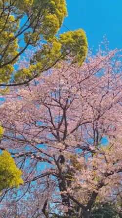 桜の散る頃