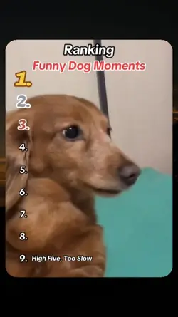 funny dog moments