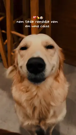 NEM TODO REMÉDIO 🐶❤️🩹
