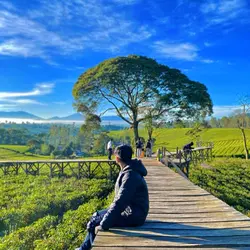 HD + JERNIH 